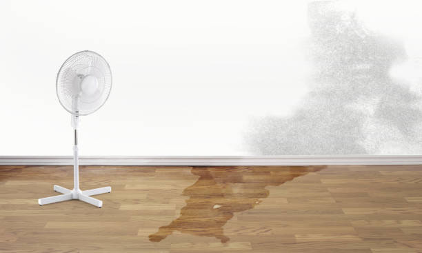 Best Flood restoration services  in Sidney, IL