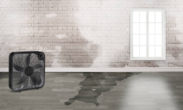 Best Local water damage restoration  in Sidney, IL
